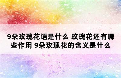 9朵玫瑰花语是什么 玫瑰花还有哪些作用 9朵玫瑰花的含义是什么